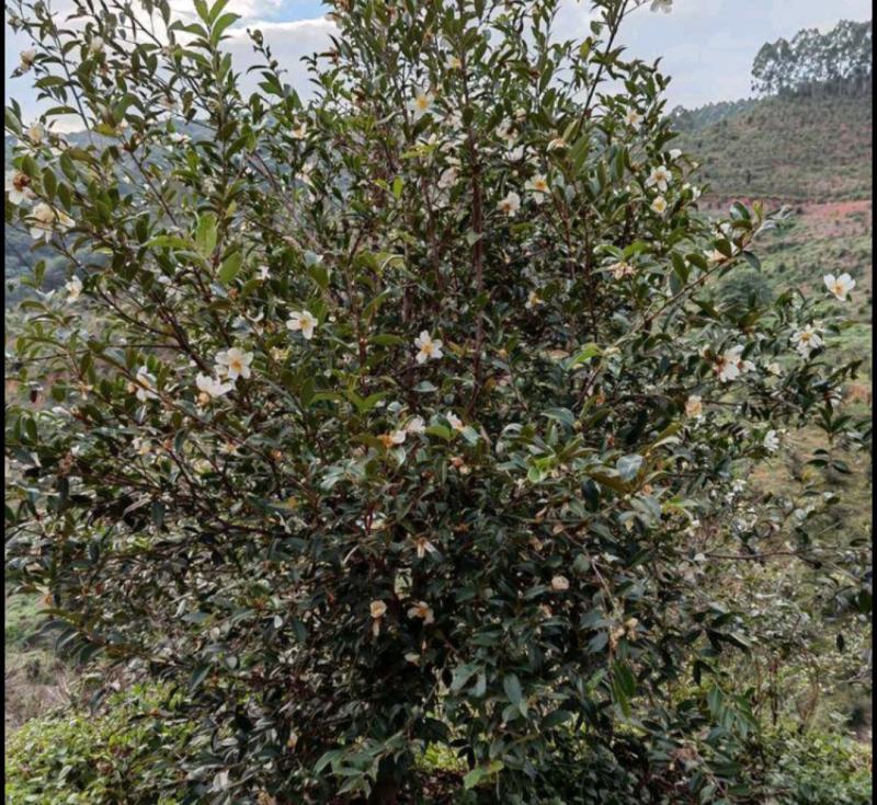 油茶干籽