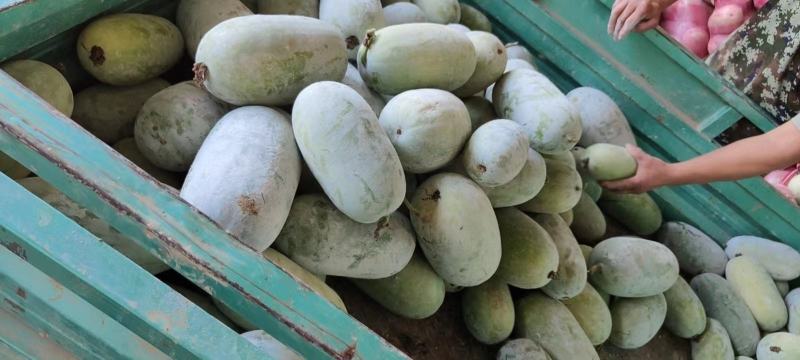 【精选】精品水果冬瓜电商供应基地直供一手货源量大优惠