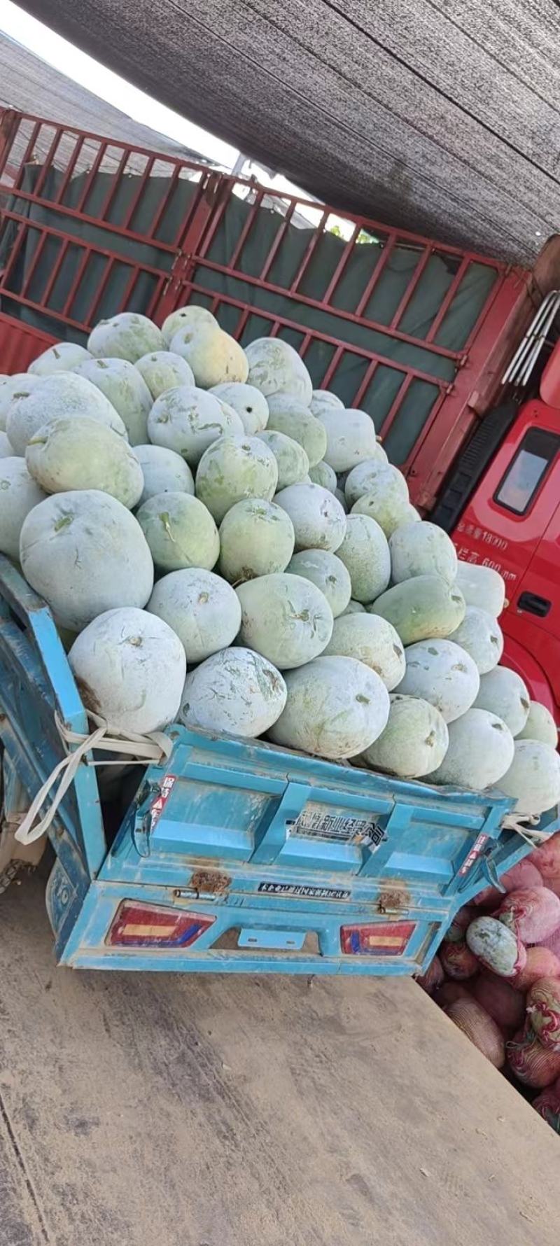 【精选】精品水果冬瓜电商供应基地直供一手货源量大优惠