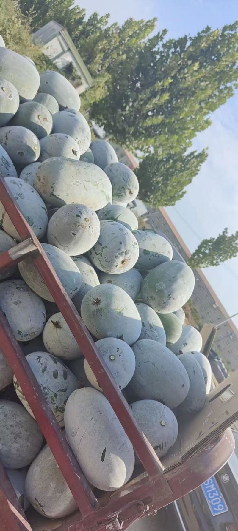 【精选】精品水果冬瓜电商供应基地直供一手货源量大优惠