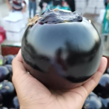 精品园茄各类椒类