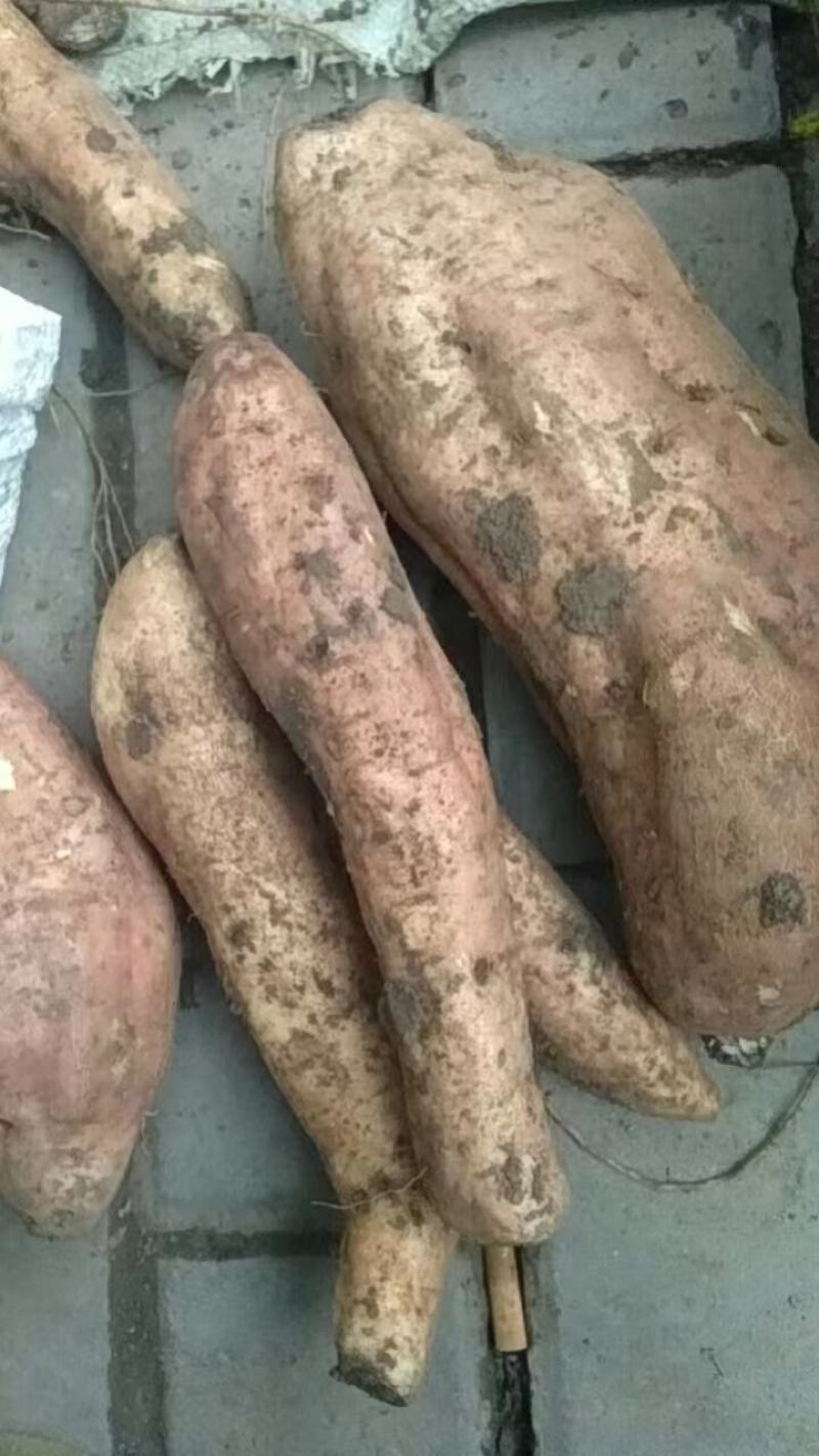 2024自家种植哈蜜白心冰糖心红薯，软糯香甜。没有中间商