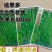 洛椒条椒50号:结果稠密集中,丰产抗病,较长较直