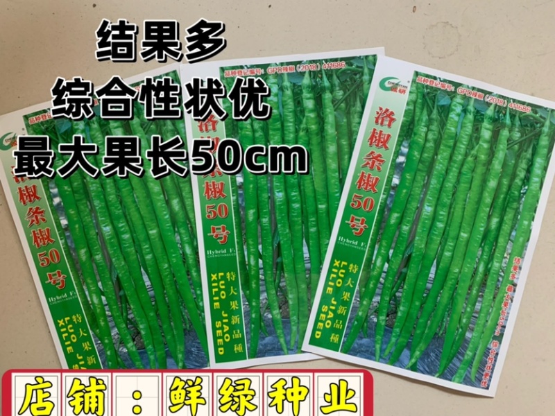 洛椒条椒50号：结果稠密集中，丰产抗病，较长较直