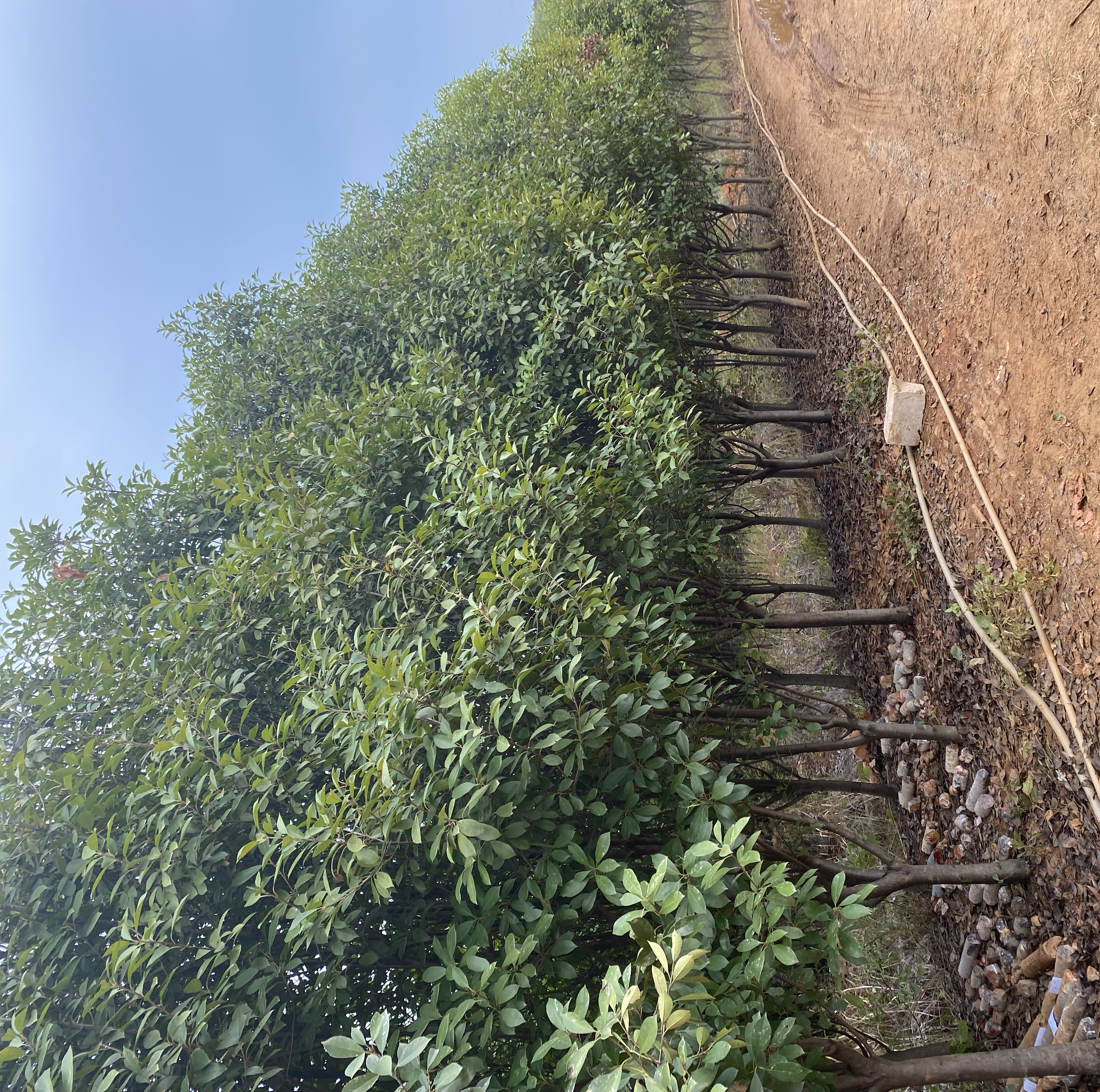 红叶石楠景观应用效果图