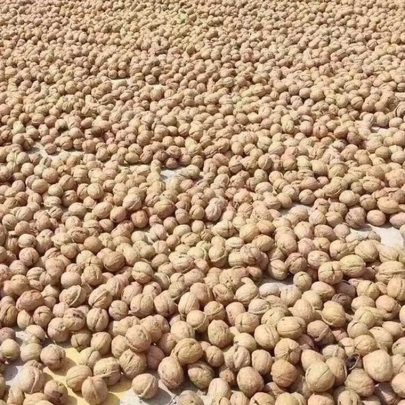 新疆18薄皮纸皮核桃礼品散装原味零食坚果礼品核桃手可捏开