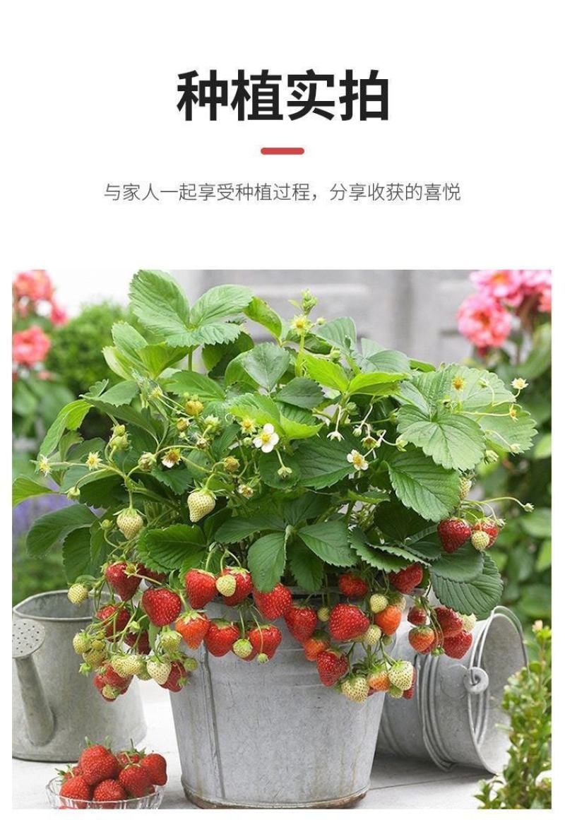 红颜草莓苗盆栽四季带土带盆种植超甜草莓秧苗白草莓家庭阳台