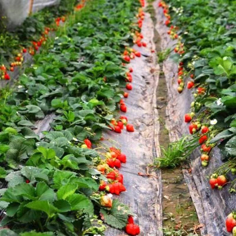 红颜草莓苗盆栽四季带土带盆种植超甜草莓秧苗白草莓家庭阳台