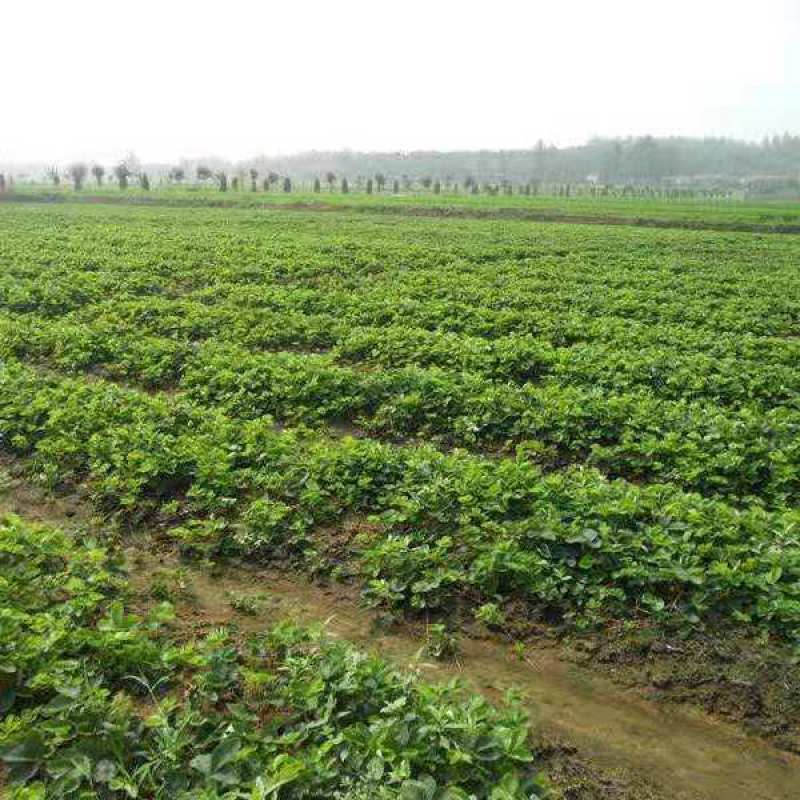 红颜草莓苗盆栽四季带土带盆种植超甜草莓秧苗白草莓家庭阳台