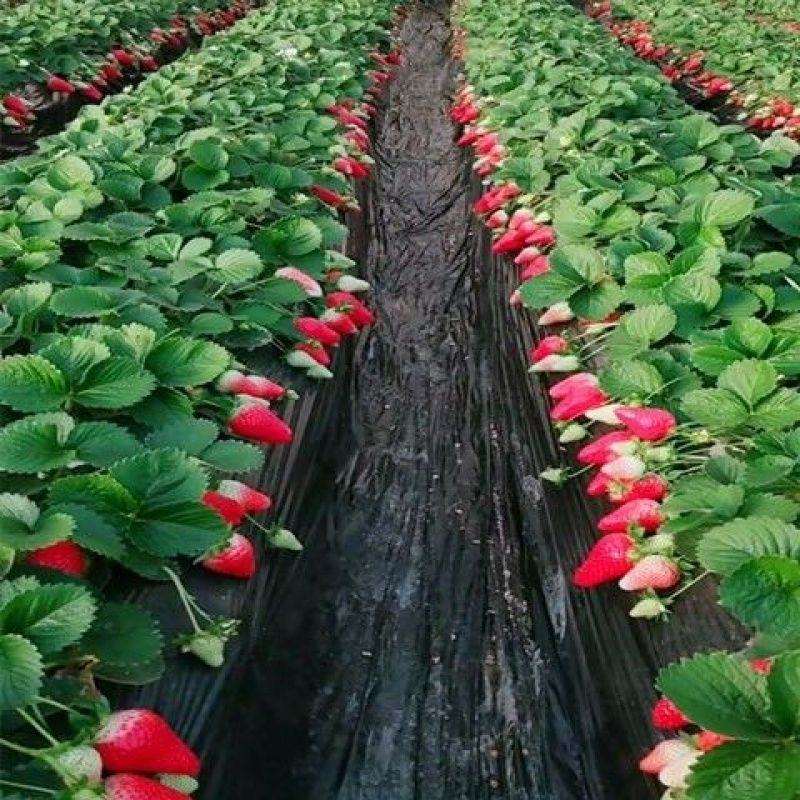 红颜草莓苗盆栽四季带土带盆种植超甜草莓秧苗白草莓家庭阳台