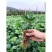 红颜草莓苗盆栽四季带土带盆种植超甜草莓秧苗白草莓家庭阳台