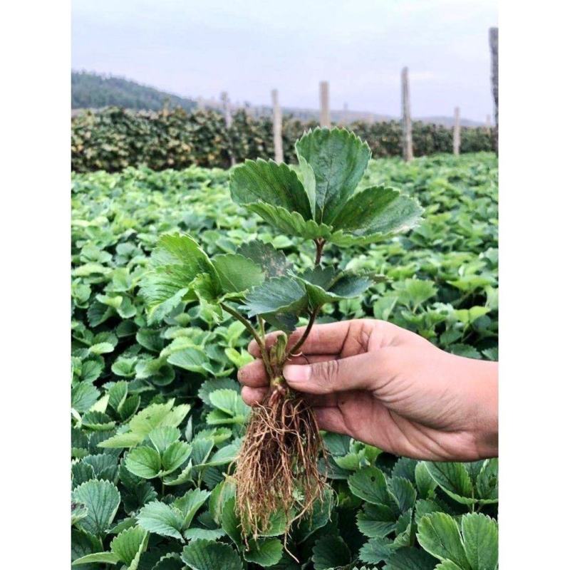 红颜草莓苗盆栽四季带土带盆种植超甜草莓秧苗白草莓家庭阳台
