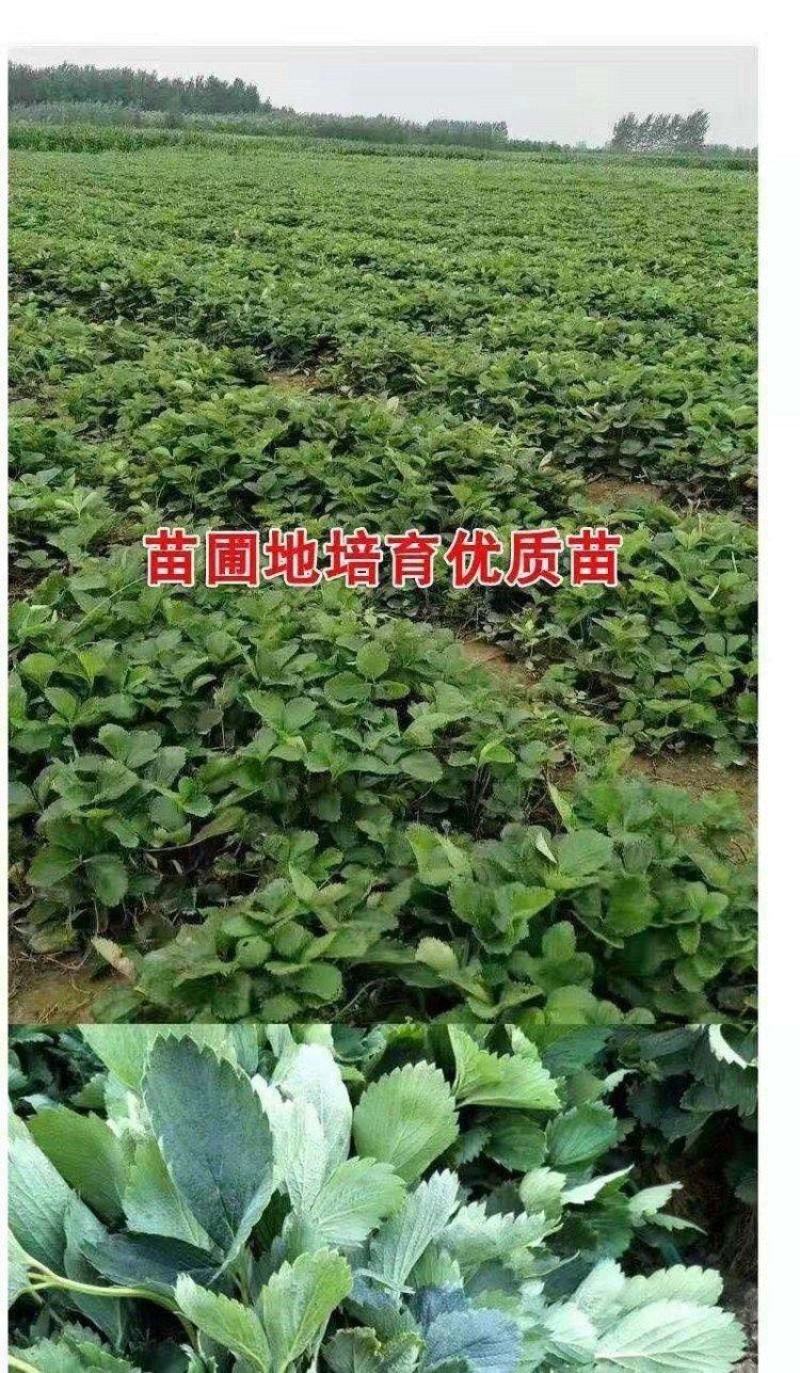 红颜草莓苗盆栽四季带土带盆种植超甜草莓秧苗白草莓家庭阳台