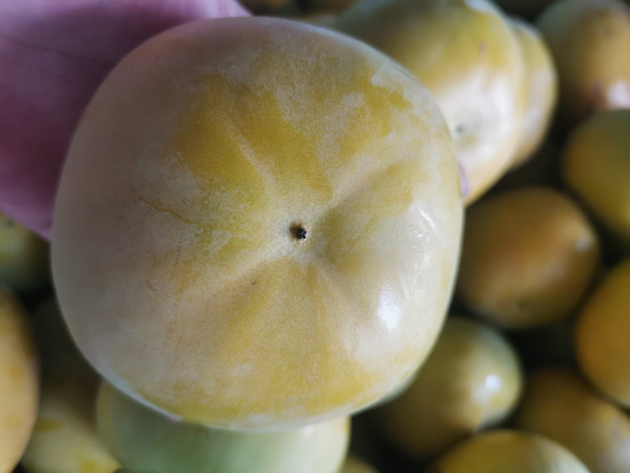 展示太秋脆柿的果形和果皮颜色,果实近圆形,表面光滑 太秋脆柿果实特写