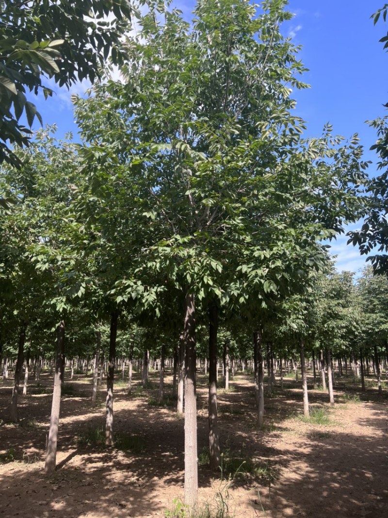 美国红叶白蜡/秋紫白蜡/小红叶白蜡/红叶白蜡基地