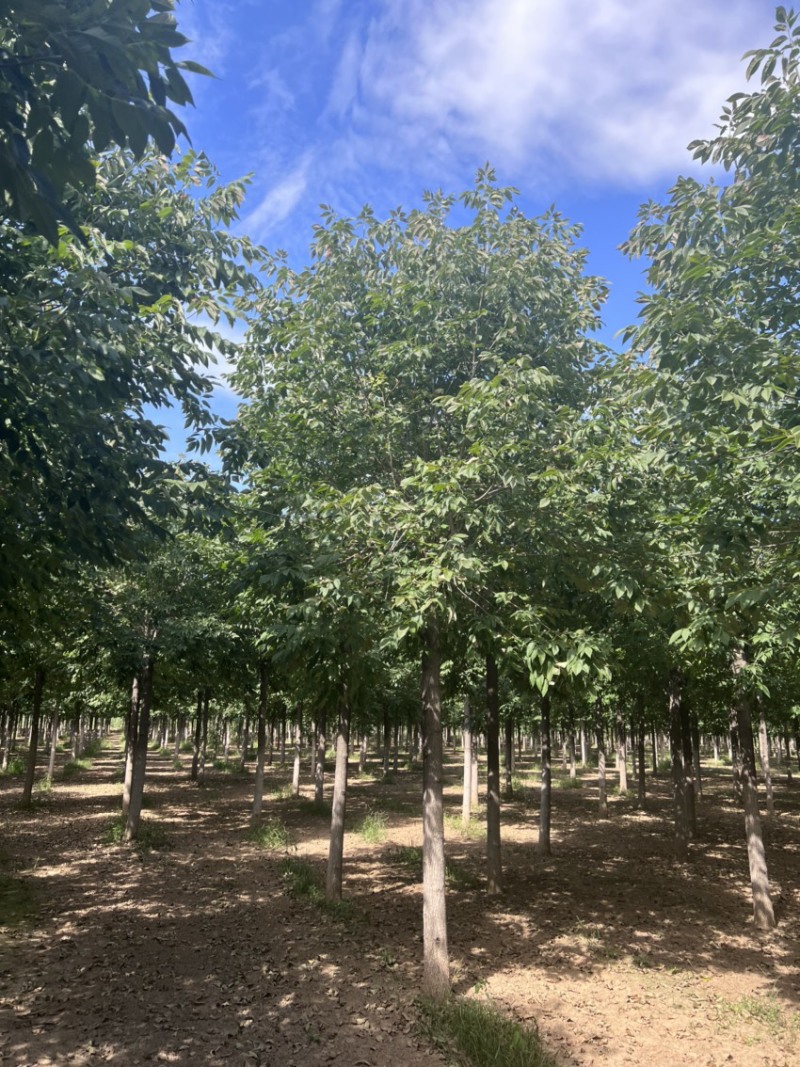 美国红叶白蜡/秋紫白蜡/小红叶白蜡/红叶白蜡基地