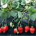 奶油草莓苗四季结果盆栽地栽南北方种植红颜章姬室内阳台易活