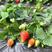 奶油草莓苗四季结果盆栽地栽南北方种植红颜章姬室内阳台易活