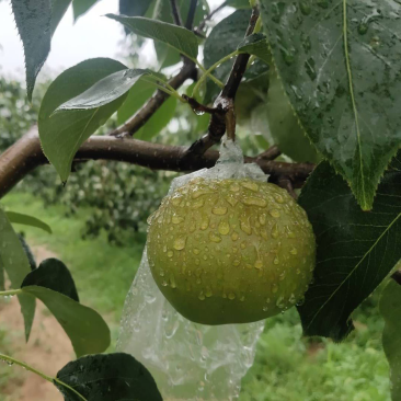 【推荐】🍐《玉露香梨》一手货源、大量批发、诚信经营。