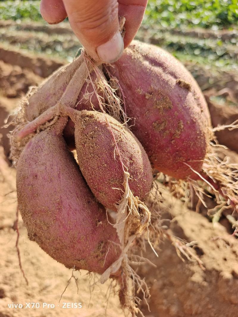 紫蜜薯