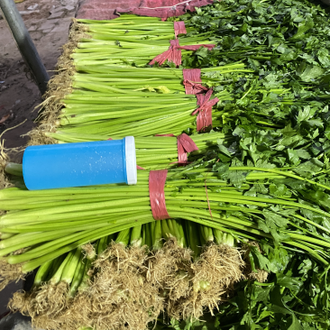 精品芹菜，产地直供，品质保障价格优惠