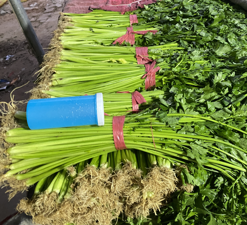 精品芹菜，产地直供，品质保障价格优惠