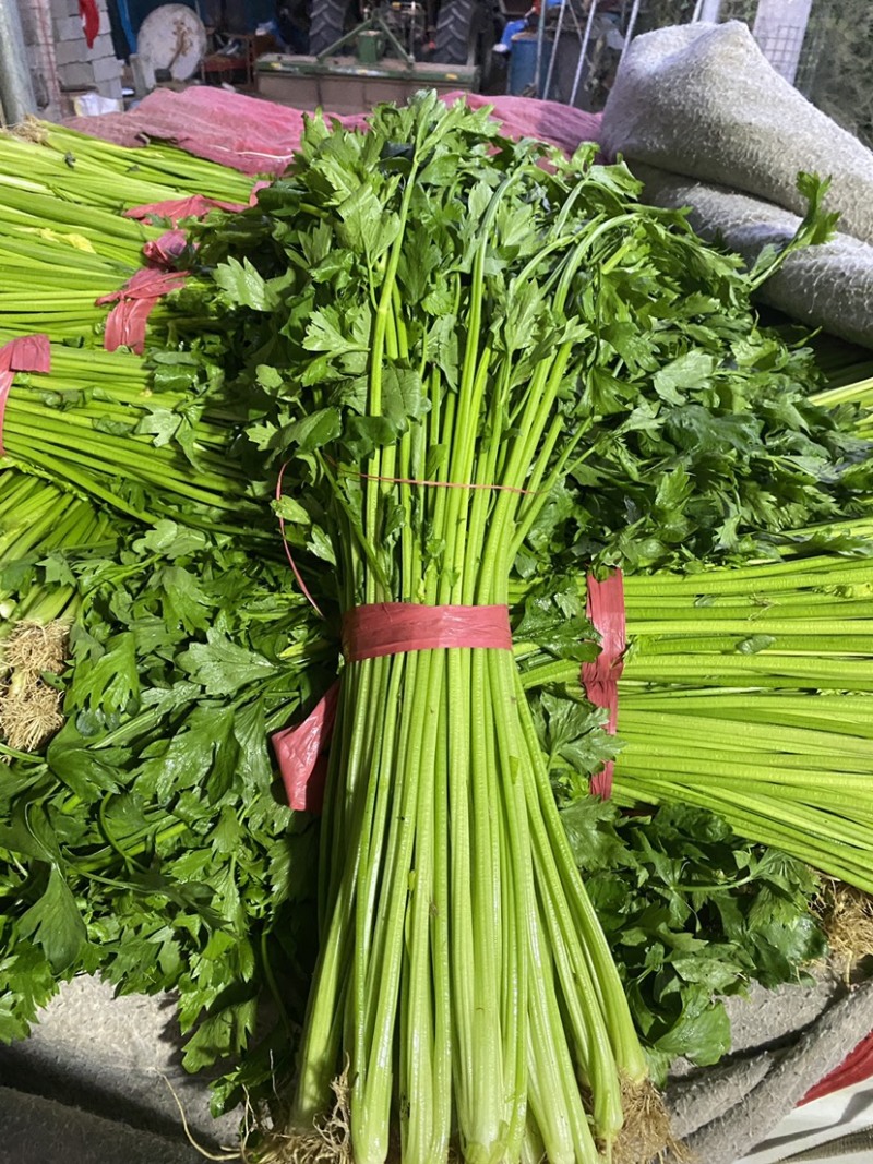 精品芹菜，产地直供，品质保障价格优惠
