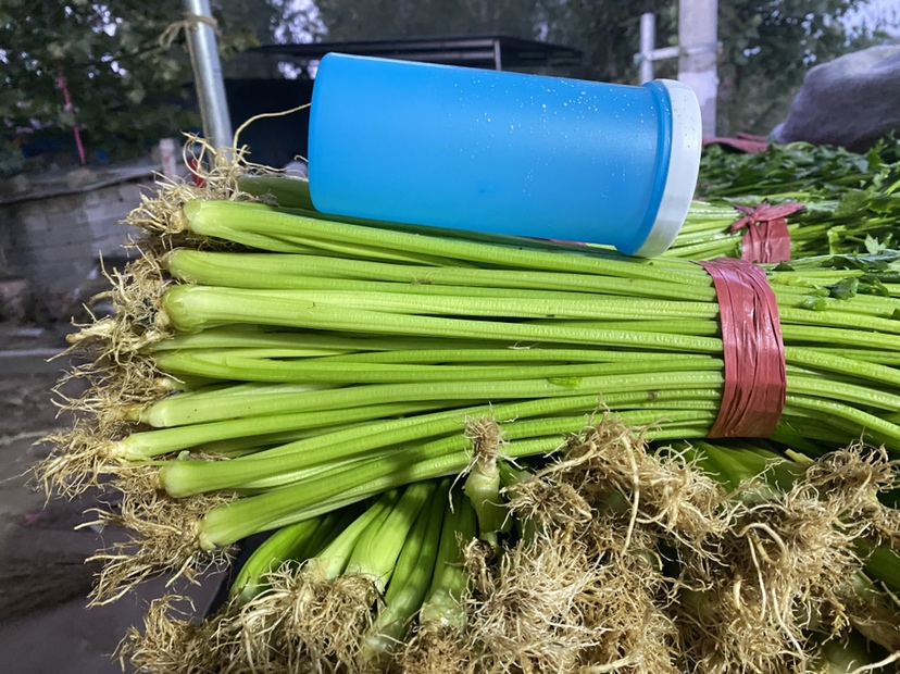 芹菜插入红墨水瓶中