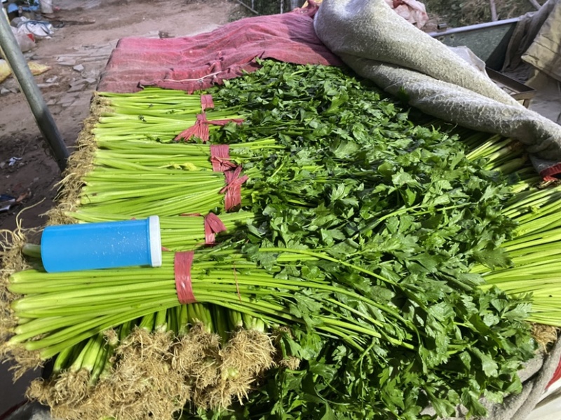 精品芹菜，产地直供，品质保障价格优惠