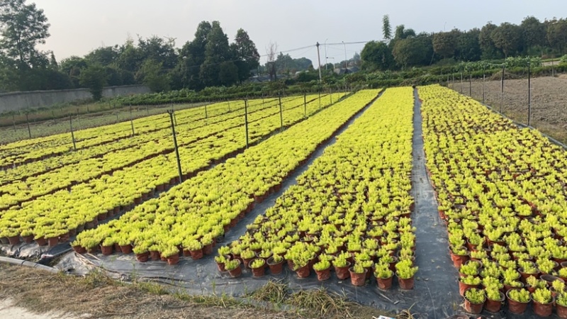 佛甲草