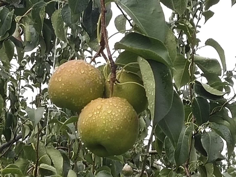 【推荐】🍐《玉露香梨》一手货源、大量批发、诚信经营。