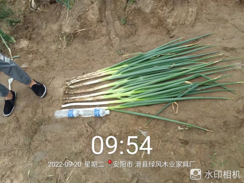 我是河南省开封市祥符区万亩大葱基地，长白大葱，有需要的联