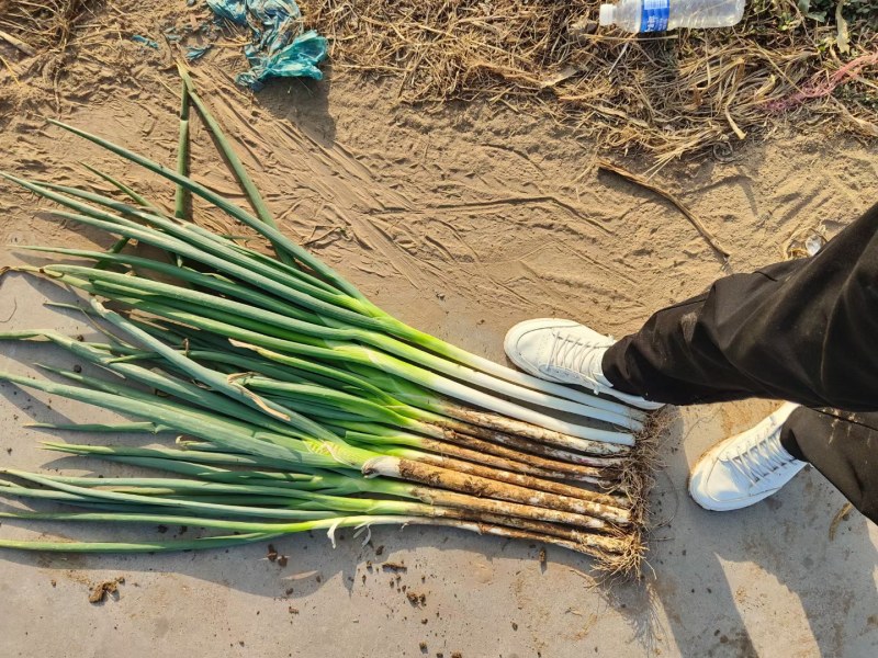 我是河南省开封市祥符区万亩大葱基地，长白大葱，有需要的联