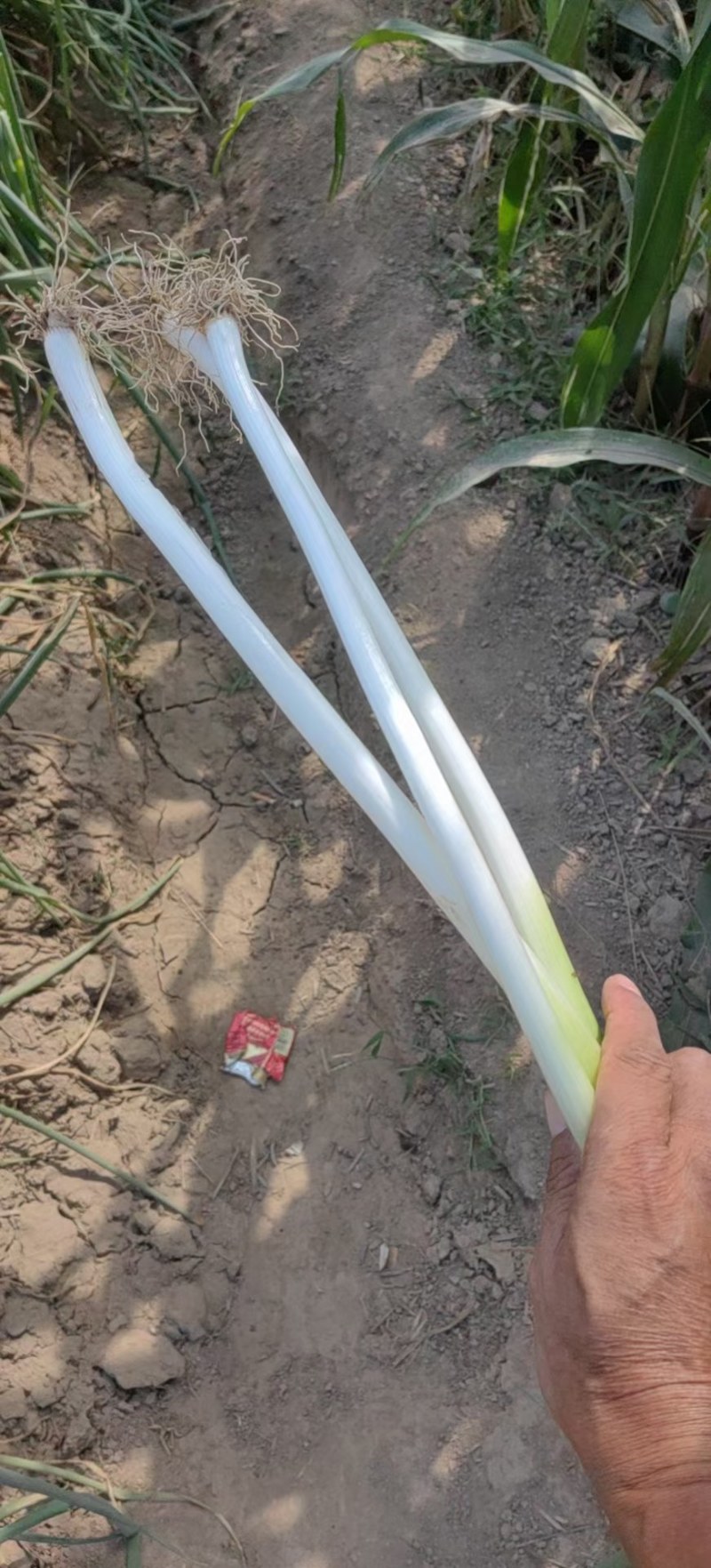 我是河南省开封市祥符区万亩大葱基地，长白大葱，有需要的联