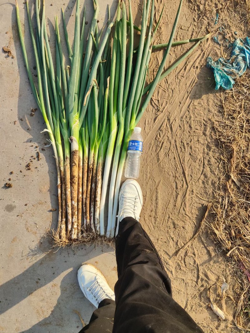 我是河南省开封市祥符区万亩大葱基地，长白大葱，有需要的联