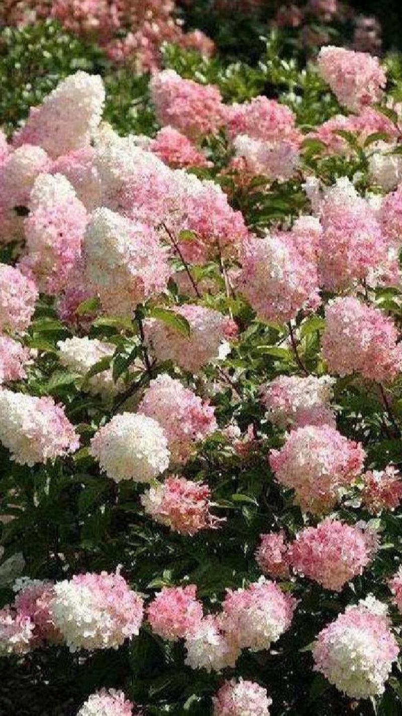 圆锥木绣球花苗，【开花很大，观赏性很好，属于權木型品种】