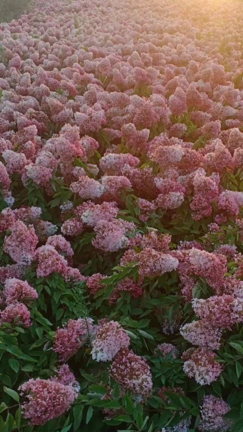 圆锥木绣球花苗，【开花很大，观赏性很好，属于權木型品种】