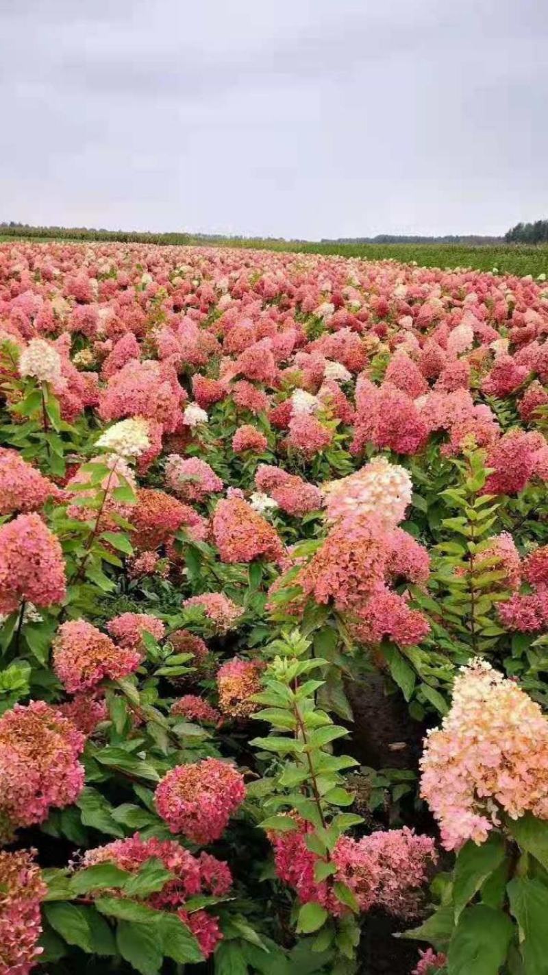 圆锥木绣球花苗，【开花很大，观赏性很好，属于權木型品种】