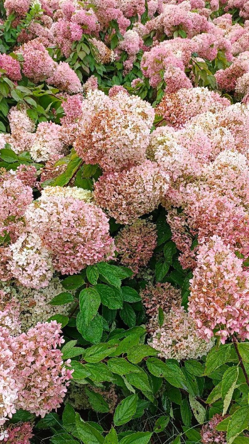 圆锥木绣球花苗，【开花很大，观赏性很好，属于權木型品种】