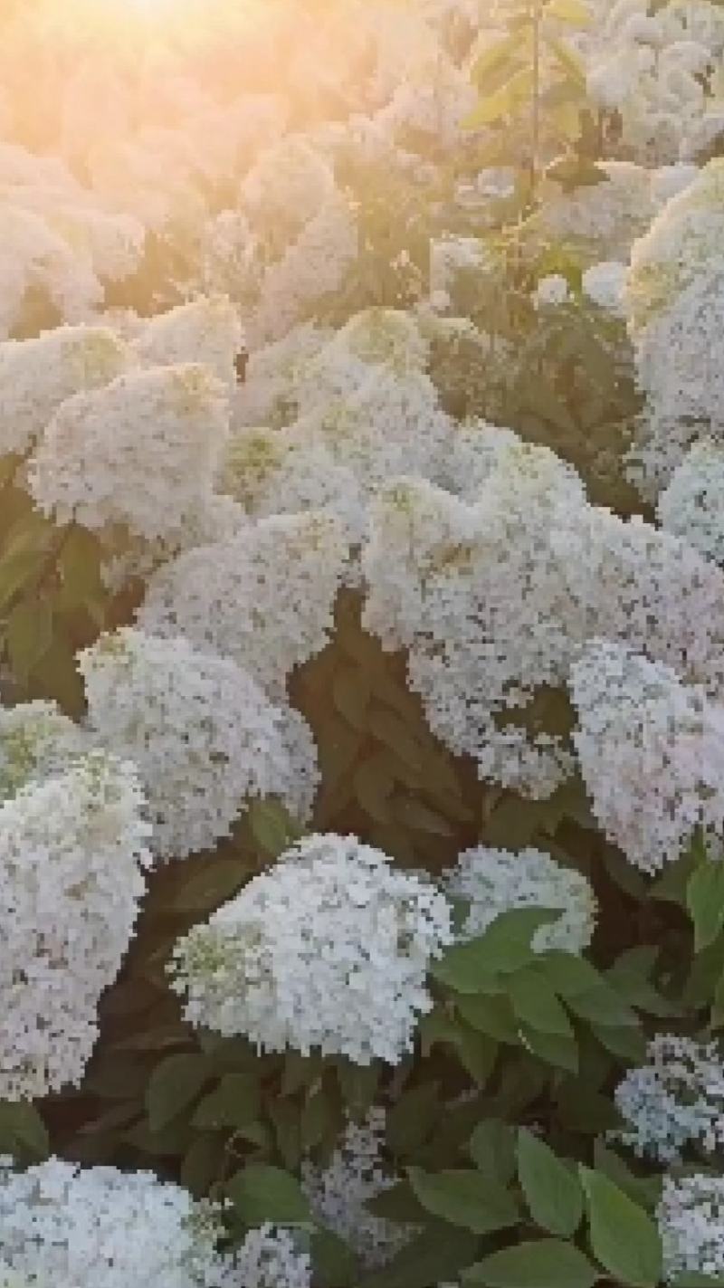 圆锥木绣球花苗，【开花很大，观赏性很好，属于權木型品种】