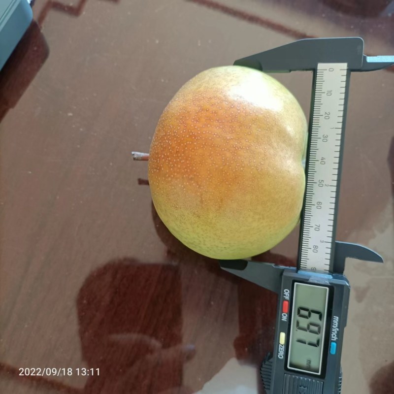 细皮苹果梨