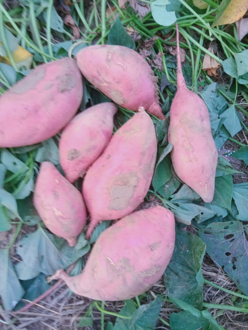 红薯，