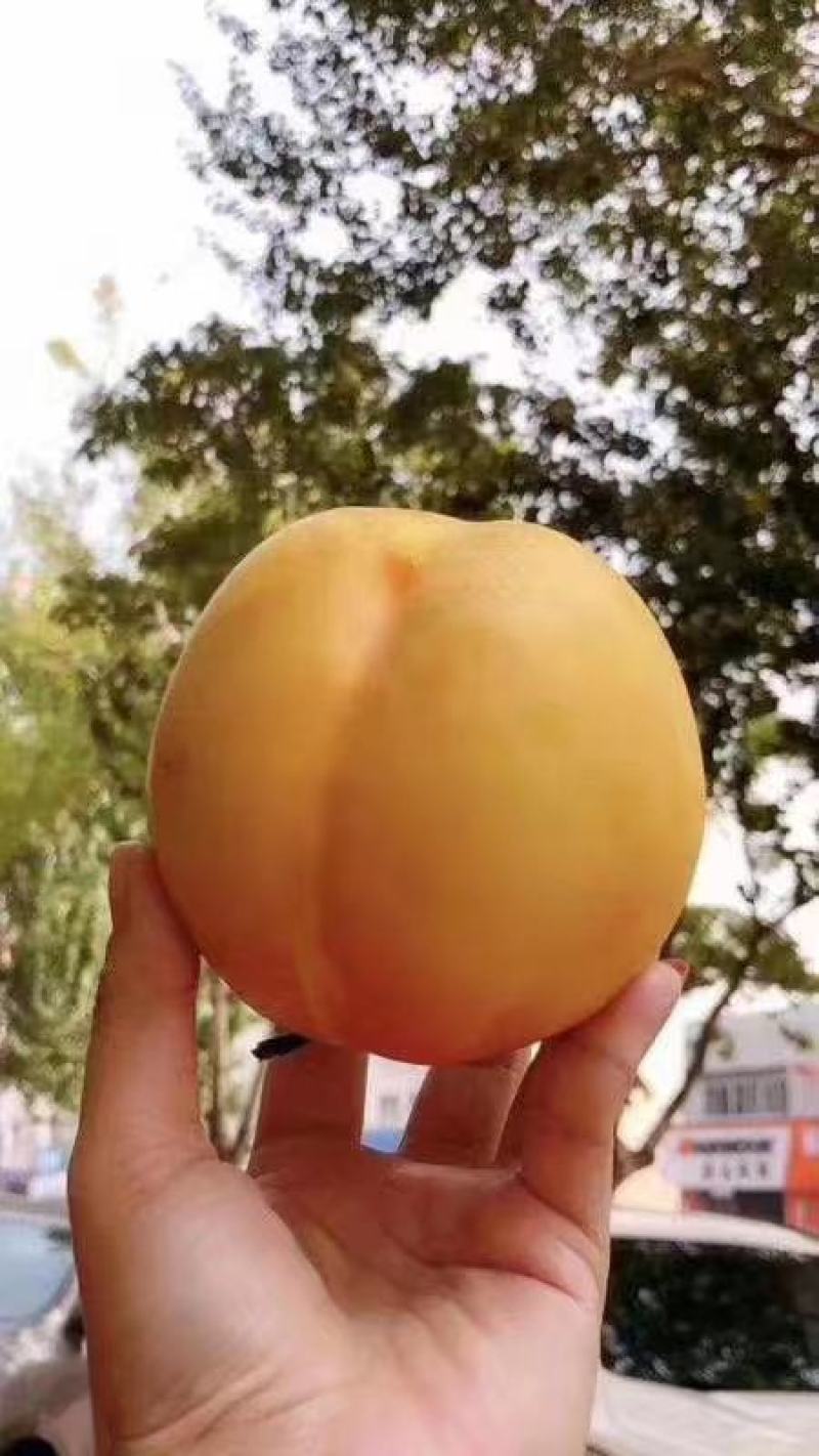 万寿红油桃