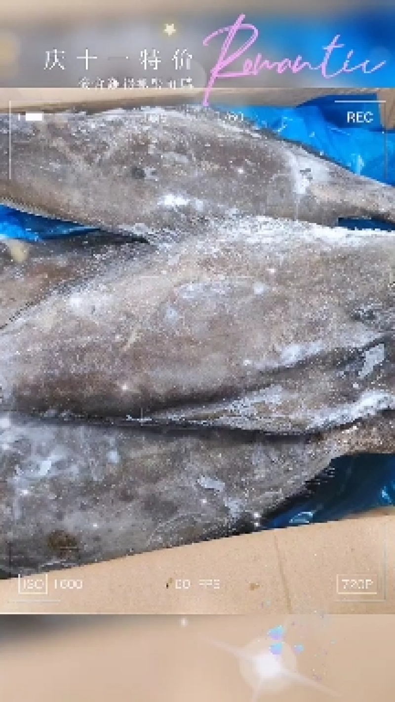海捕深海鲽鱼比目鱼多宝鱼黄尾鲽鱼灰鲽鱼一手货源工厂直