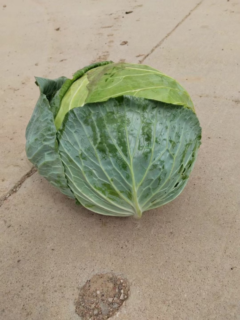 宁夏甘蓝，莲花菜大量上市，一手货源，发往全国各地，