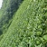 11月份大量黄心白菜陆续上市
