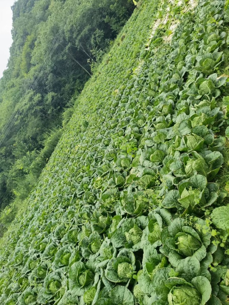 11月份大量黄心白菜陆续上市
