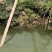 黑斑蛙