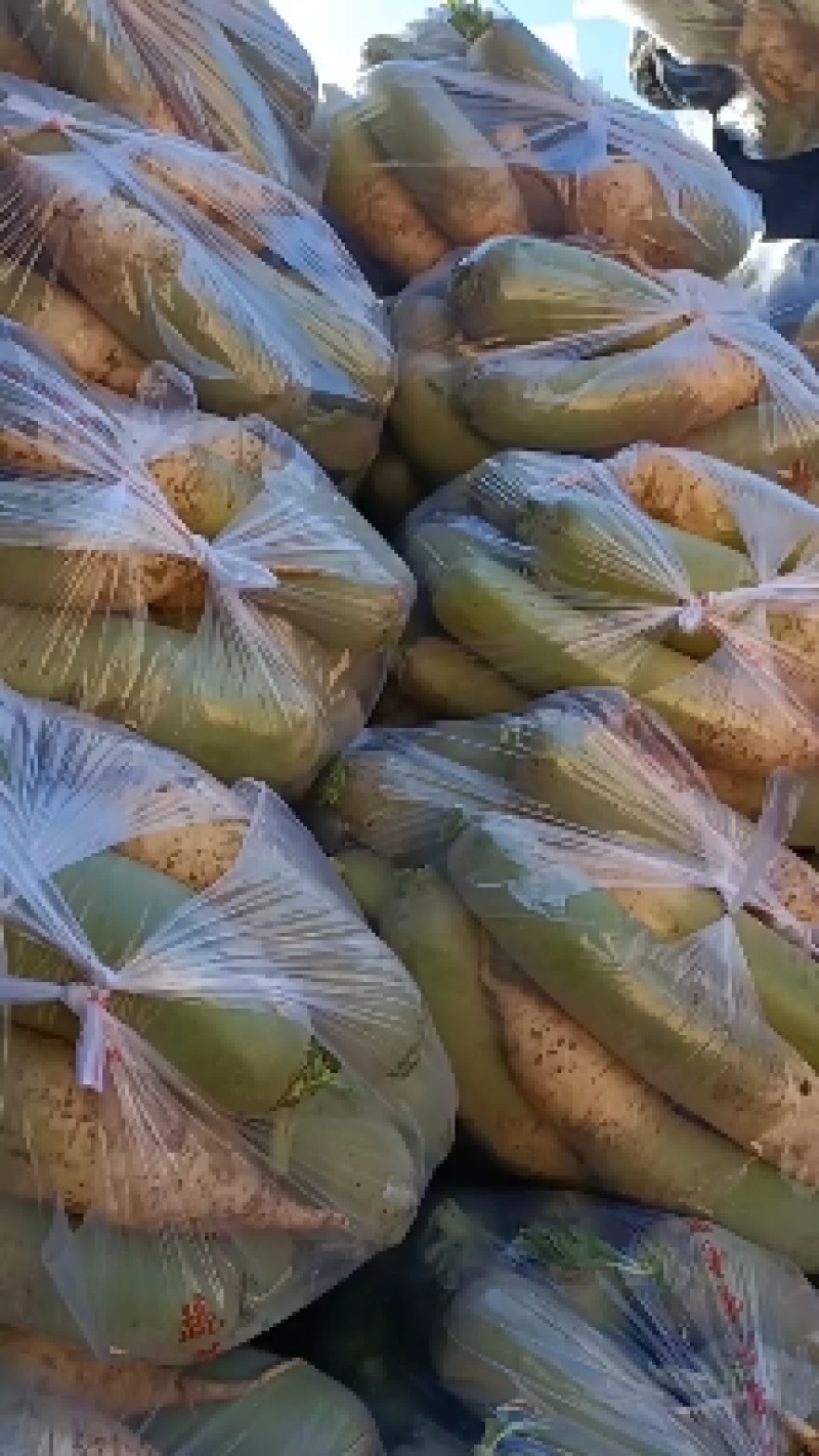 河南青萝卜水果萝卜产地直发脆甜脆沙窝水果青萝卜