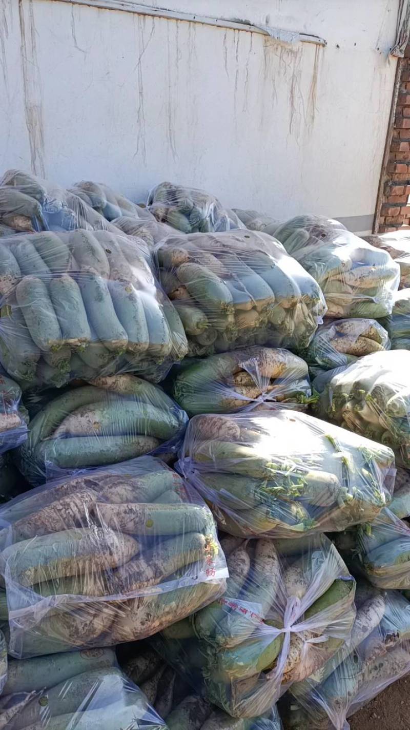 河南青萝卜水果萝卜产地直发脆甜脆沙窝水果青萝卜